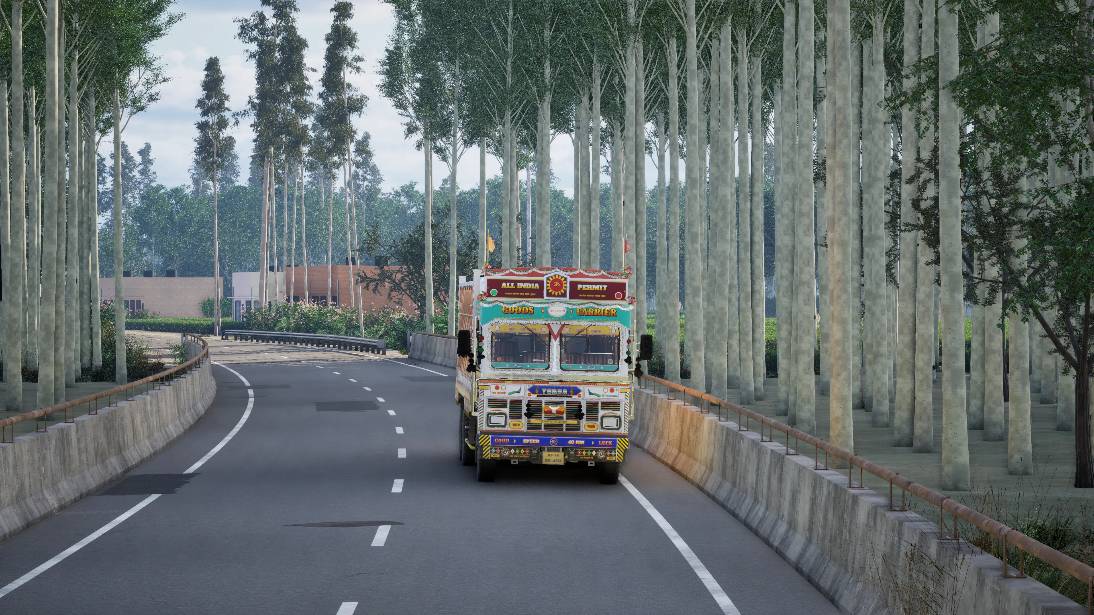 A painted truck on a curving road between rows of tall white-trunked trees in morning light